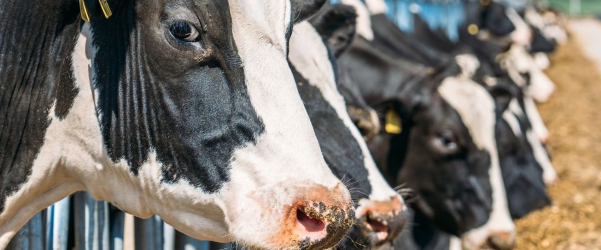 Navigating Ethical Considerations in Livestock Management