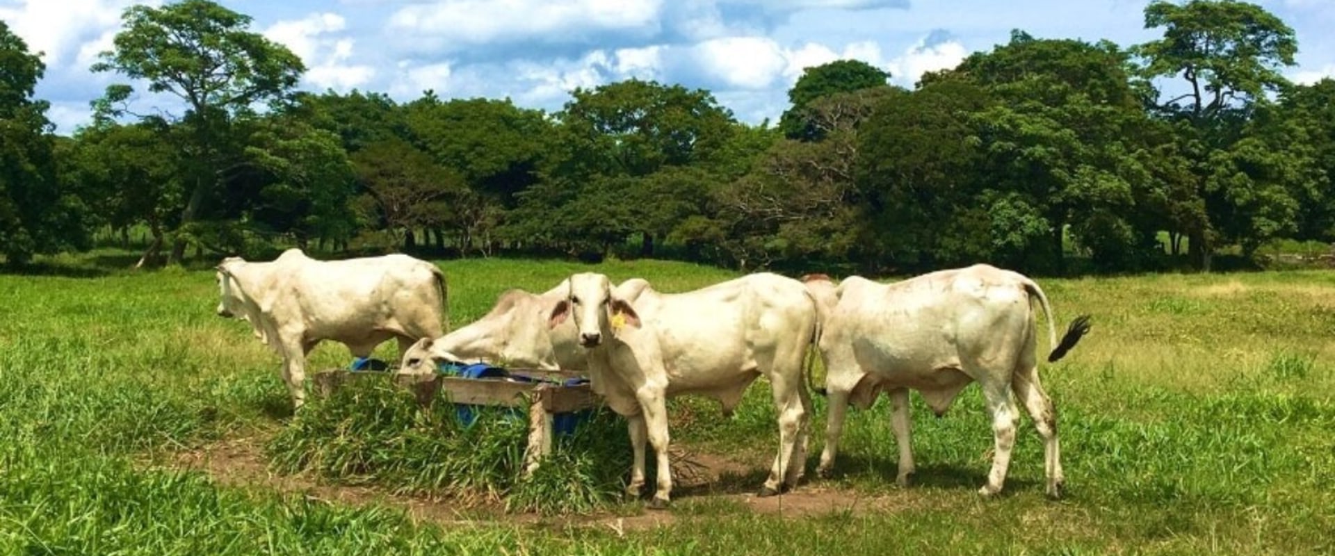 Understanding Economic Factors in Livestock Management