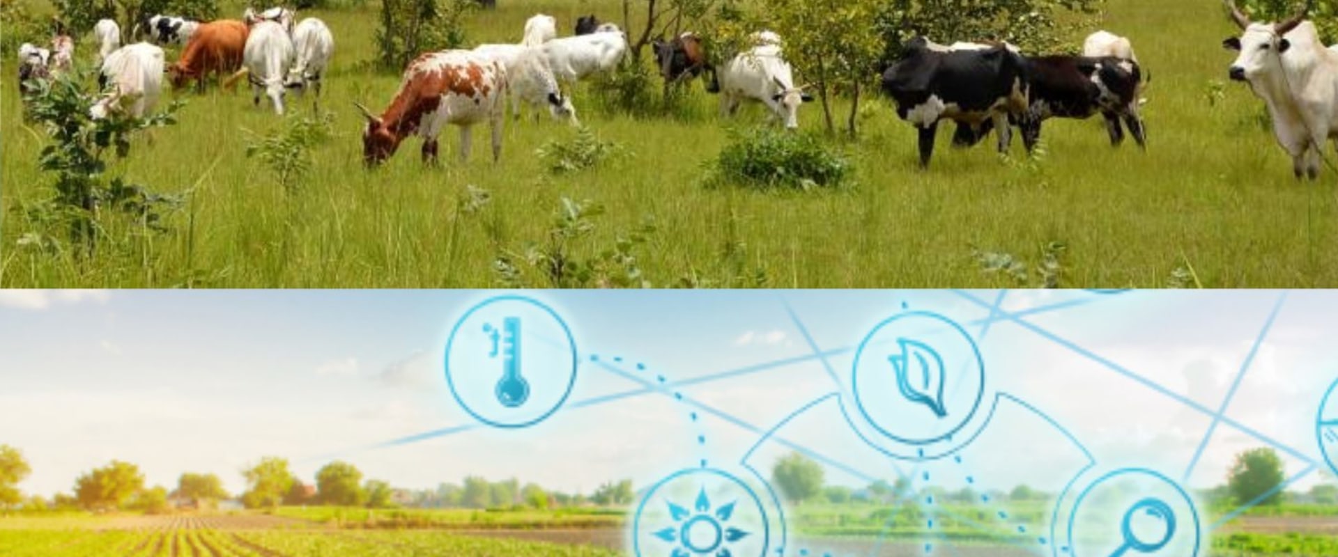 Navigating Climate Change: Strategies for Effective Livestock Management