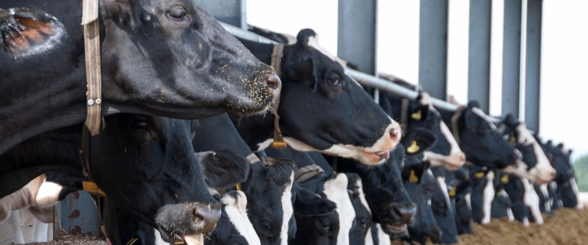 Essential Practices for Optimal Feeding and Nutrition in Livestock Management