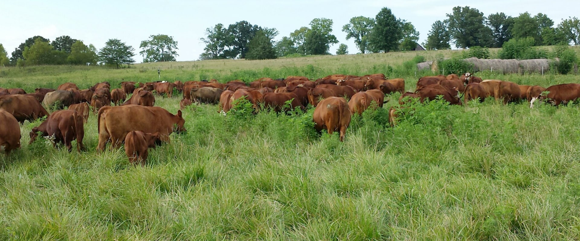 Effective Strategies for Pasture and Grazing Management in Livestock