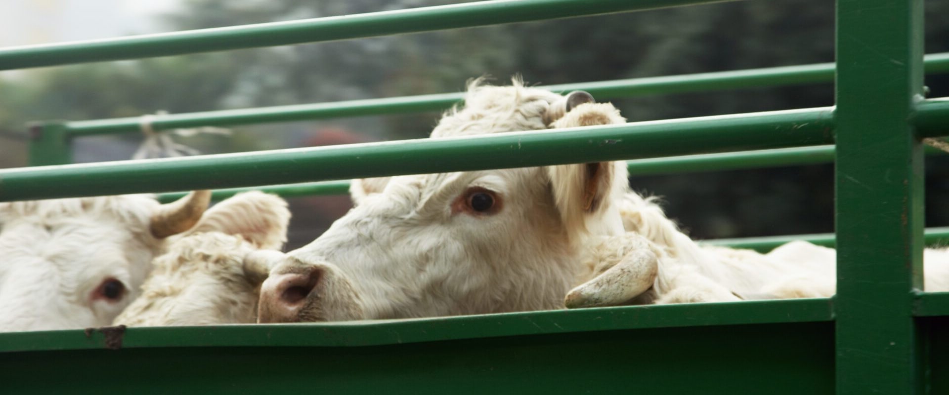 Essential Strategies for Safe Livestock Handling and Transportation