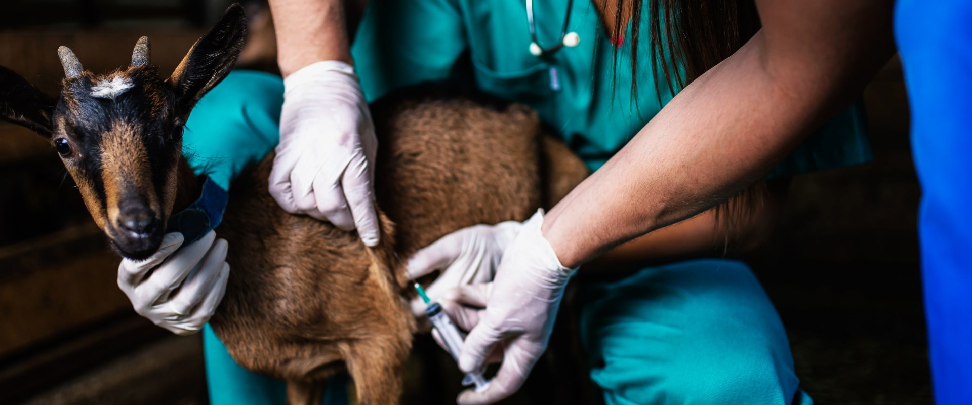 Effective Strategies for Disease Prevention and Control in Livestock Management