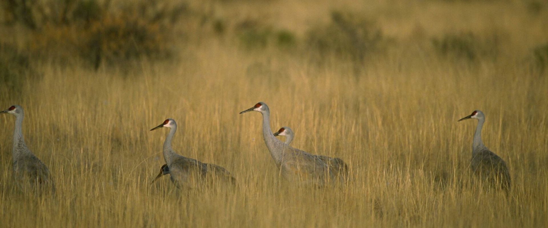 Navigating Conflicts in Livestock Management: Strategies for Success