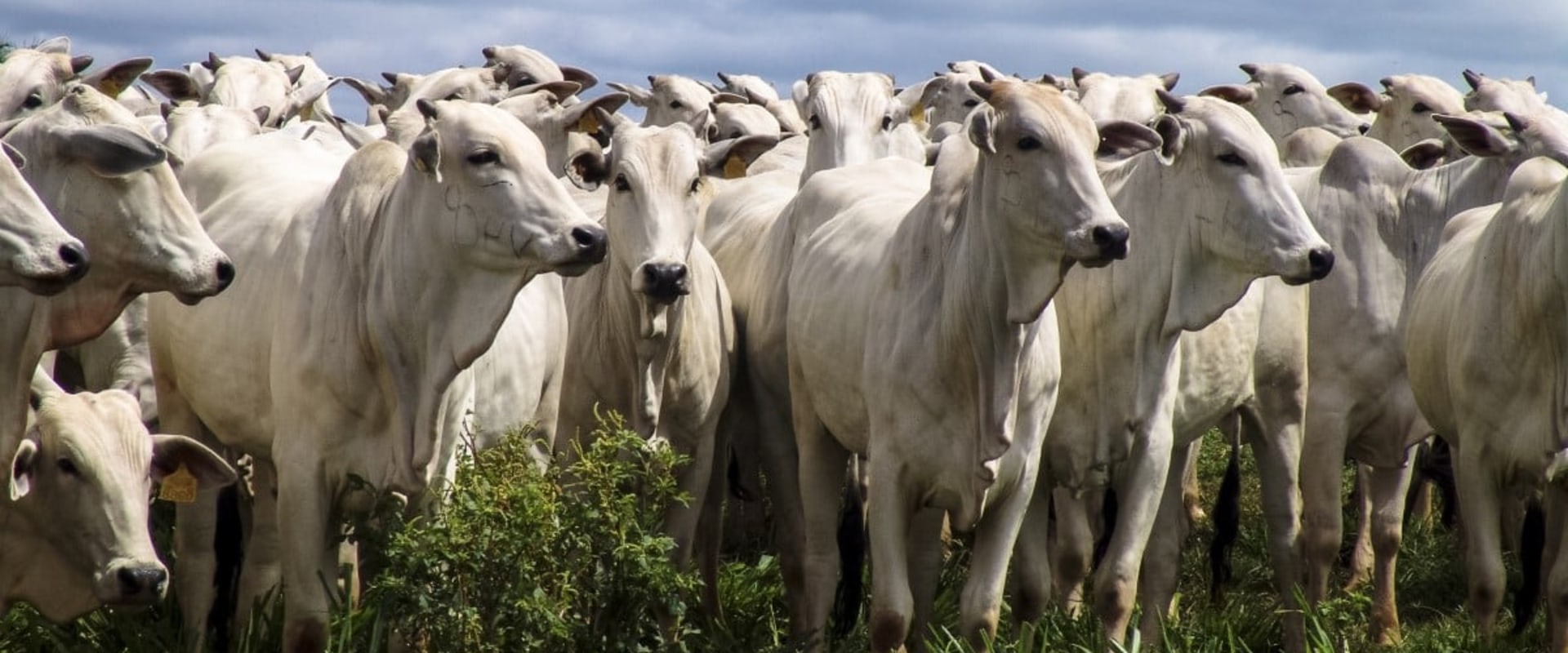 Understanding the Risks of Livestock Management: A Comprehensive Overview