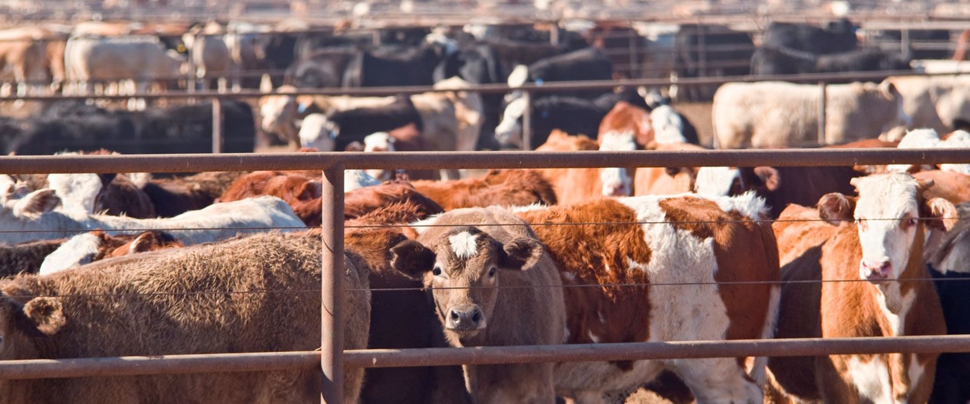 Understanding Livestock Management Regulations and Laws
