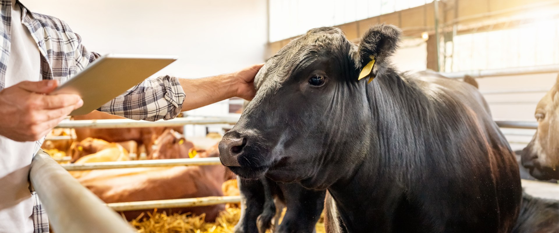 Essential Strategies for Maintaining Biosecurity in Livestock Facilities