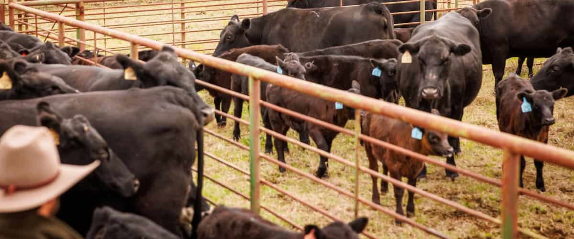 Effective Financial Management Strategies for Livestock Operations