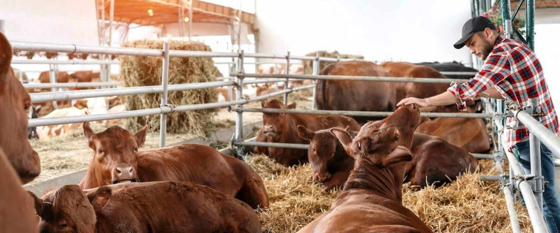 Effective Strategies for Managing the Growth and Development of Young Livestock