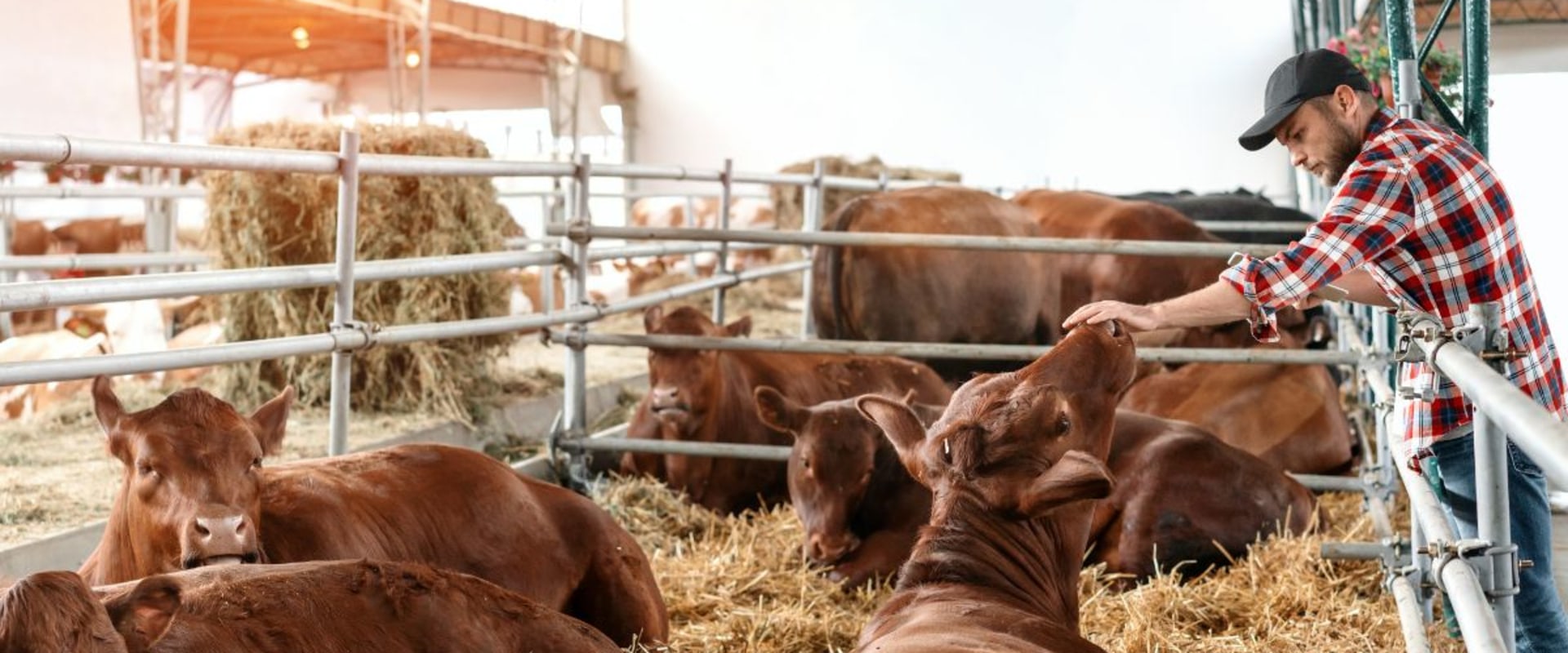 Essential Housing Requirements for Livestock: A Guide to Effective Management