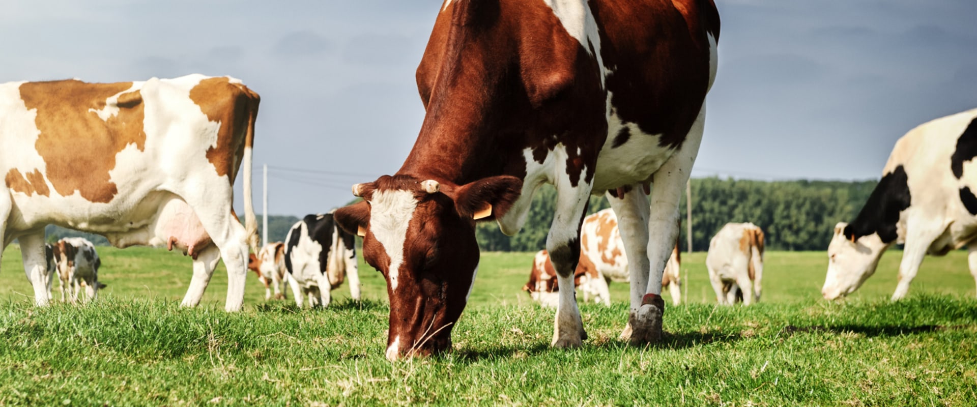 The Significance of Effective Livestock Management in Modern Agriculture