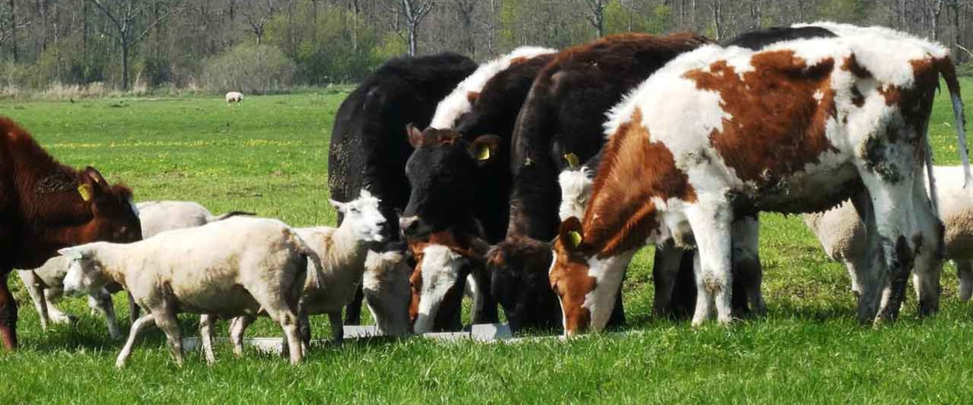 Effective Strategies for Managing Livestock Waste