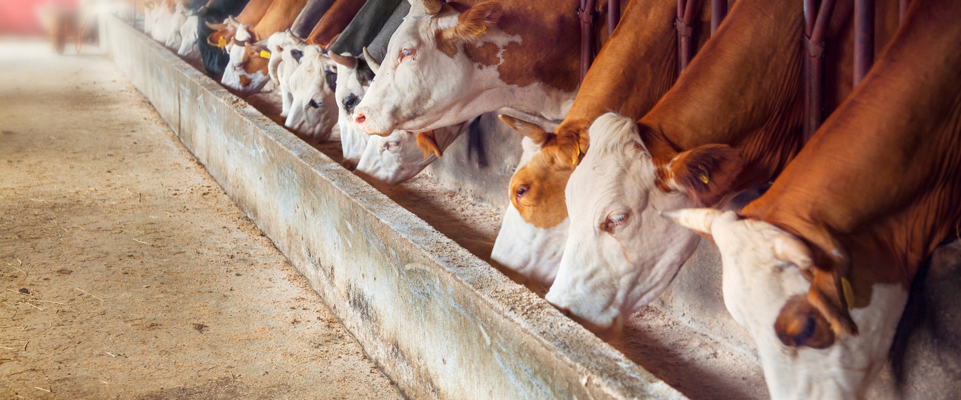 Ensuring Animal Welfare in Livestock Management Facilities