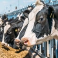 Navigating Ethical Considerations in Livestock Management