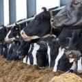 Essential Practices for Optimal Feeding and Nutrition in Livestock Management