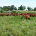 Effective Strategies for Pasture and Grazing Management in Livestock