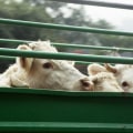 Essential Strategies for Safe Livestock Handling and Transportation