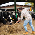 Effective Marketing Strategies for Livestock Products in Modern Agriculture