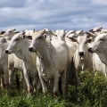 Understanding the Risks of Livestock Management: A Comprehensive Overview