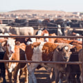 Understanding Livestock Management Regulations and Laws