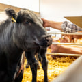 Essential Strategies for Maintaining Biosecurity in Livestock Facilities