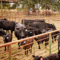 Effective Financial Management Strategies for Livestock Operations