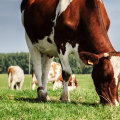 The Significance of Effective Livestock Management in Modern Agriculture