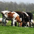 Effective Strategies for Managing Livestock Waste