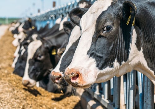 Navigating Ethical Considerations in Livestock Management