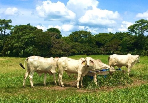 Understanding Economic Factors in Livestock Management