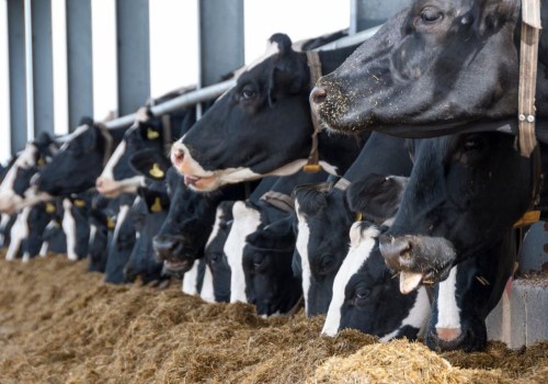 Essential Practices for Optimal Feeding and Nutrition in Livestock Management