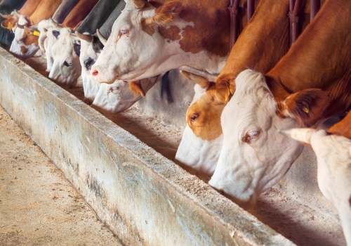 Essential Practices for Hygiene and Sanitation in Livestock Management