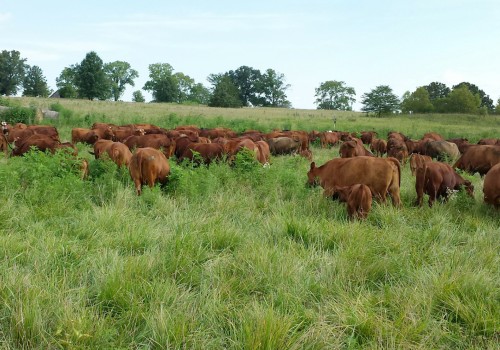 Effective Strategies for Pasture and Grazing Management in Livestock