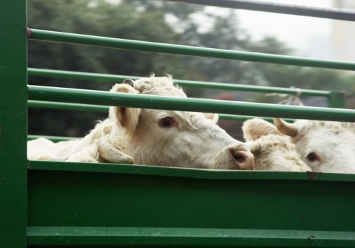 Essential Strategies for Safe Livestock Handling and Transportation
