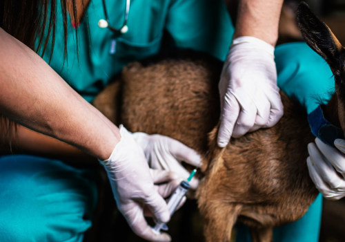 Effective Strategies for Disease Prevention and Control in Livestock Management