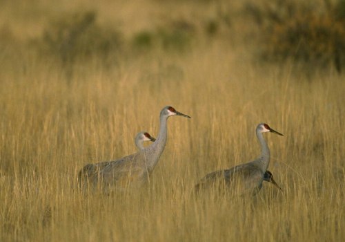 Navigating Conflicts in Livestock Management: Strategies for Success