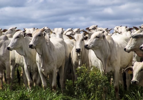 Understanding the Risks of Livestock Management: A Comprehensive Overview