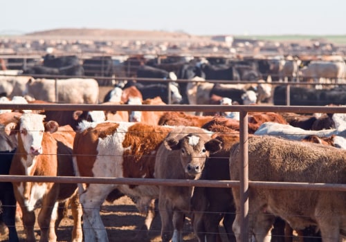 Understanding Livestock Management Regulations and Laws