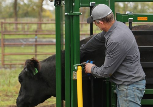 Understanding Common Health Issues in Livestock and Their Treatments