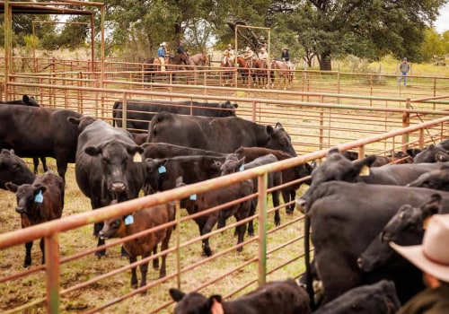 Effective Financial Management Strategies for Livestock Operations