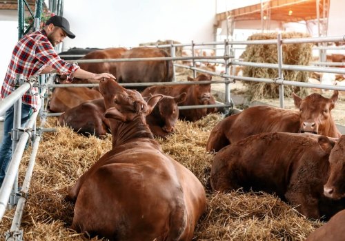 Effective Strategies for Managing the Growth and Development of Young Livestock