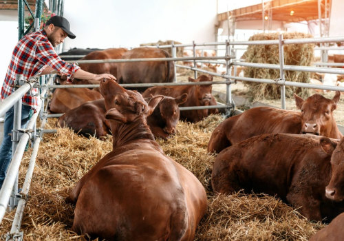 Essential Housing Requirements for Livestock: A Guide to Effective Management