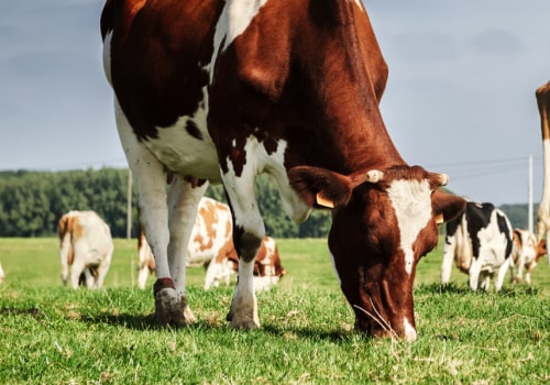 The Significance of Effective Livestock Management in Modern Agriculture