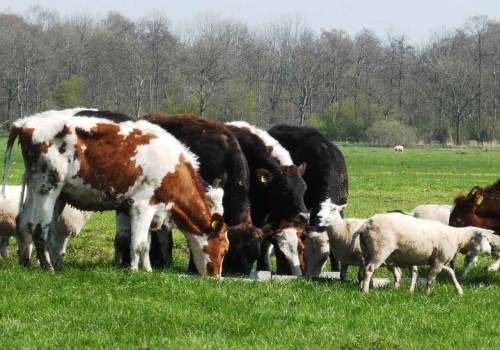 Effective Strategies for Managing Livestock Waste
